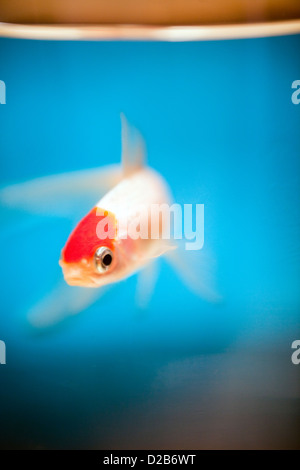 Vannes, Francia, un cappuccio rosso Oranda pesci rossi in un globo di vetro Foto Stock