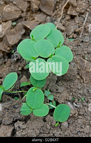 Cassia obtusifolia, Cassia semi, senza impedimenti la chiarezza delle sementi Foto Stock