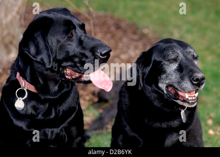 Due generazioni di nero Labrador retriever Foto Stock