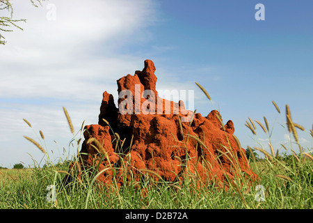 Un tumulo termite nel Parco di Tarangire in Tanzania Africa Foto Stock