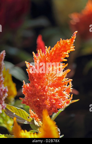 Celosia Plumosa, piumati, cresta di gallo, Celosia argentea plumosa var. Foto Stock