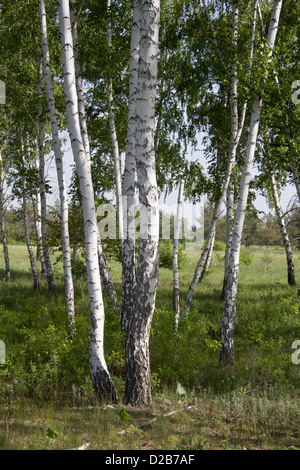 Boschetto di frusta nella primavera del giorno di sole. Foto Stock