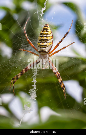 Wasp femmina o ragno Argiope bruennichi seduta sul suo web Foto Stock