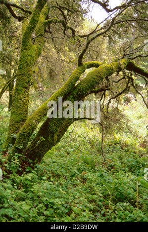 California, Woodside. Skylandia. Moss-Covered tronchi d'albero. Foto Stock