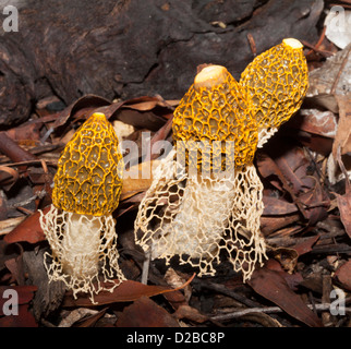 Gruppo di bella stinkhorn funghi - fallo multicolor - tra decadendo foglie nella foresta / Woodland Garden Foto Stock