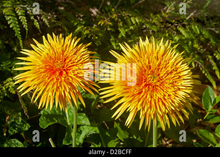 Due brillante arancio / giallo doppio fiori di gerbera - Gerbera bauerii nobleflora cultivar 'Golden Ball' Foto Stock