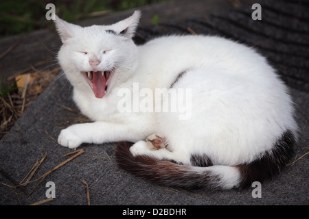 Villaggio splendente, Germania, cat sbadigli Foto Stock