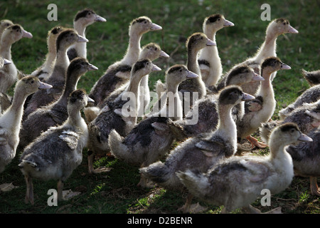 Villaggio splendente, Germania, Pomerania giovani anatre Foto Stock