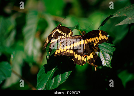 Gigante giallo e nero a farfalla a coda di rondine Foto Stock