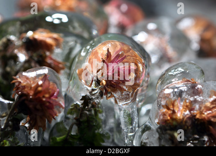 Berlino, Germania, congelati fiori Foto Stock