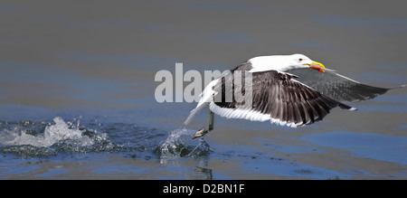 Seagull prendendo il cibo dall'acqua (Larus dominicanus) Foto Stock