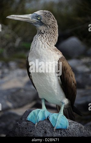 Blue footed booby in piedi su una roccia Foto Stock