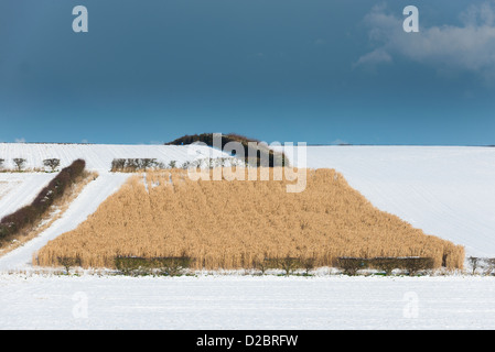 Il miscanto (comunemente noto come erba elefante) cresciuto come un gioco raccolto di coperta per la lingua inglese pernici, North Norfolk, Inghilterra. Foto Stock