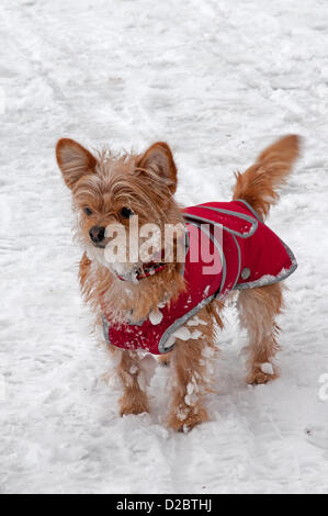 Un cane di piccola taglia incrocio tra Yorkshire terrier e Chiwawa gode la neve nel Parco di Beacon Lichfield Staffordshire, Regno Unito sabato 19 gennaio 2013. Foto Stock