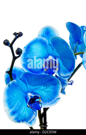 Blue Orchid isolato su bianco Foto Stock