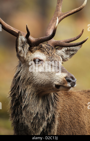 Giovani Red Deer cervo (Cervus elaphus) chiudere il raccolto che mostra il viso, testa, rack e collo Foto Stock