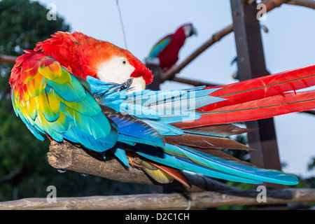 Rosella orientale (Platycercus eximius) Foto Stock