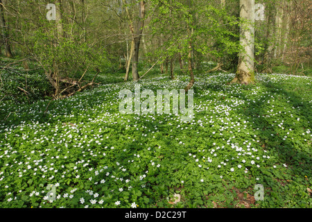 Anemoni di legno (Anemone nemorosa ,) a copertura di un pavimento di bosco in primavera Foto Stock