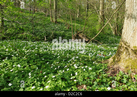 Anemoni di legno (Anemone nemorosa ,) a copertura di un pavimento di bosco in primavera Foto Stock