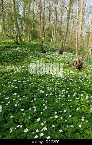 Anemoni di legno (Anemone nemorosa ,) a copertura di un pavimento di bosco in primavera Foto Stock