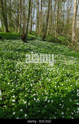 Anemoni di legno (Anemone nemorosa ,) a copertura di un pavimento di bosco in primavera Foto Stock