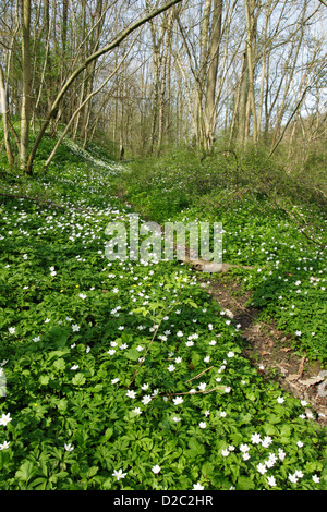 Un sentiero conduce attraverso il legno di anemoni (Anemone nemorosa ,) a copertura di un pavimento di bosco in primavera Foto Stock