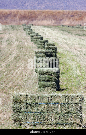 Balle di fieno in una riga Foto Stock