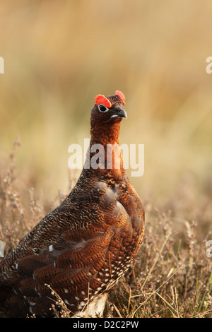 Red Grouse (Lagopus lagopus scotica) maschio in una luce calda con occhio bargigli sollevato Foto Stock