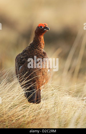 Red Grouse (Lagopus lagopus scotica) maschio in una luce calda con occhio bargigli sollevato Foto Stock