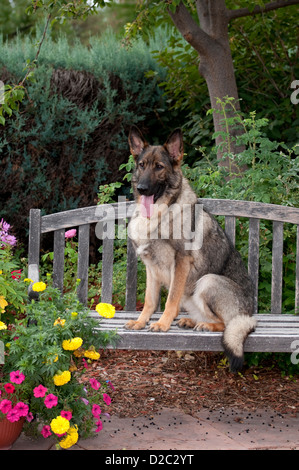 Pastore Tedesco dog sitter su swing Foto Stock