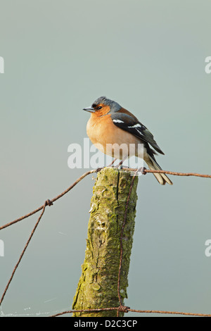 Maschio (fringuello Fringilla coelebs) arroccato su di un palo da recinzione set contro un pallido cielo blu Foto Stock