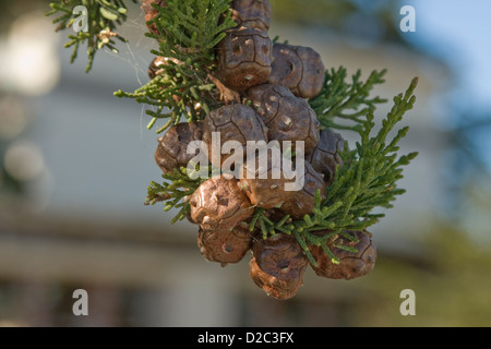 Nuovi coni di pino che cresce su un Monterey Cipresso in mare, California Foto Stock