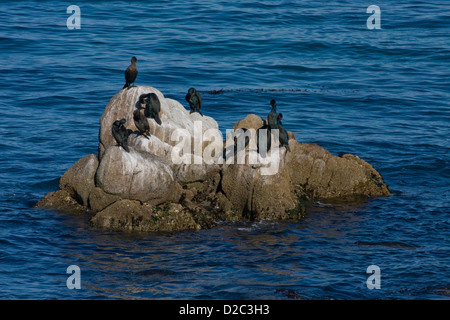 Un gruppo di (Brandt il cormorano) nero uccelli appendere fuori sulle rocce della baia di Monterey a Pacific Grove, California. Foto Stock