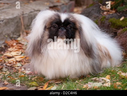 Pekingese seduto a terra Foto Stock