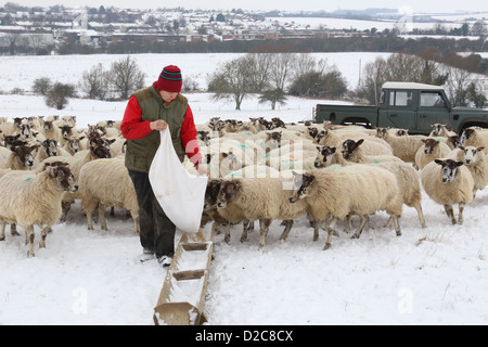 Un agricoltore alimenta la sua pecora nella neve. Foto Stock