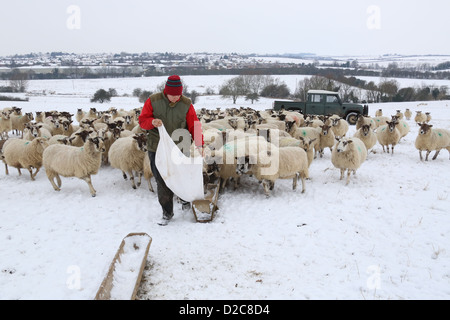 Un agricoltore alimenta la sua pecora nella neve. Foto Stock