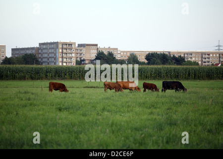 Hoyerswerda Germania, bovini in un pascolo sulla periferia Foto Stock