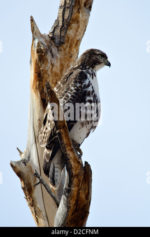 I capretti Red-tailed Hawk, (Buteo jamaicensis), Bosque del Apache National Wildlife Refuge, Socorro county, Nuovo Messico, Stati Uniti d'America. Foto Stock