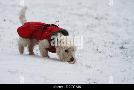 Londra, Regno Unito. Il 20 gennaio 2013. Un cane gioca sulla neve nel parco verde di Londra come la neve cade in tutta la capitale. George Henton / Alamy Live News. Foto Stock