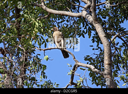 Avviato eagle arroccato nella struttura ad albero in Gambia Foto Stock