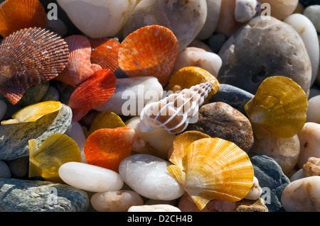 Una varietà di colori del mare le conchiglie e ciottoli Foto Stock
