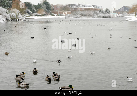 Anatre su un lago ghiacciato in inverno. Foto Stock