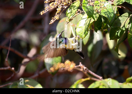 Variabile maschio sunbird in bilico in quanto si nutre di fiori di albero in Gambia Foto Stock