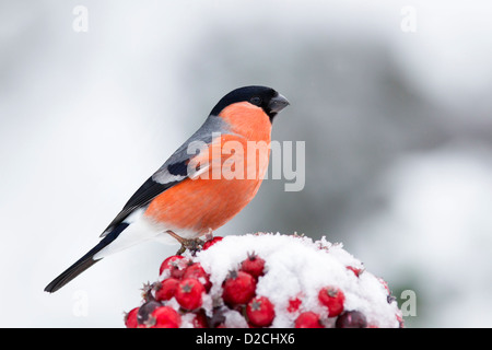 Bullfinch maschio su bacche rosse nella neve Foto Stock