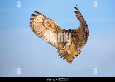 Unione Gufo reale in volo Foto Stock