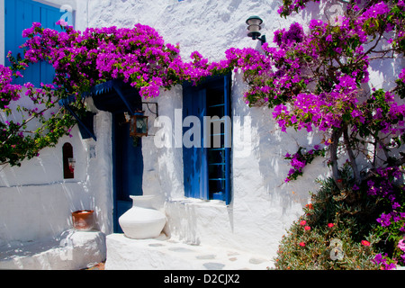 Il Bougainvillea su una casa bianca a Skopelos Foto Stock