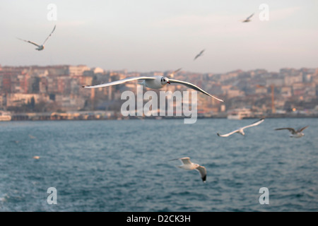 ISTANBUL TURCHIA - Gabbiani volare su lo stretto del Bosforo mar di Marmara Foto Stock