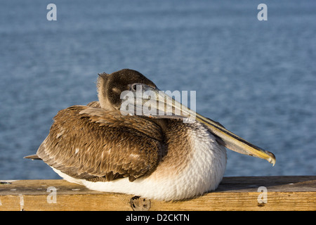 Brown Pelican seduto su una ringhiera sul golfo membro Pier. Foto Stock