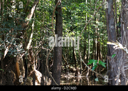 Un piccolo fiume taglia attraverso la giungla amazzonica Foto Stock