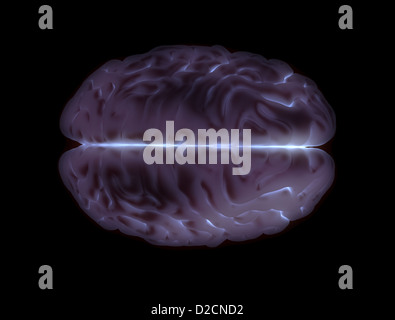 Cervello umano vista superiore Foto Stock